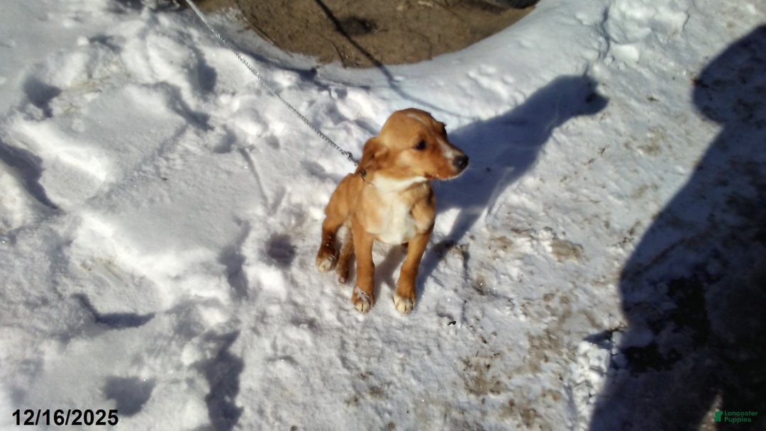 Mixed Breed dogs for sale:  Sheila - Ad 8