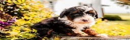 Mini Bernedoodle dogs for sale: Greta - Ad 2
