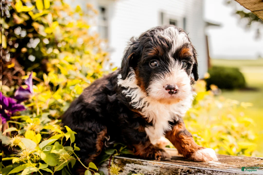 Mini Bernedoodle dogs for sale: Greta - Ad 2