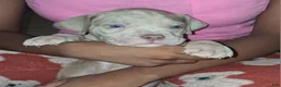 American Bully dogs for sale: Leo - Ad 2