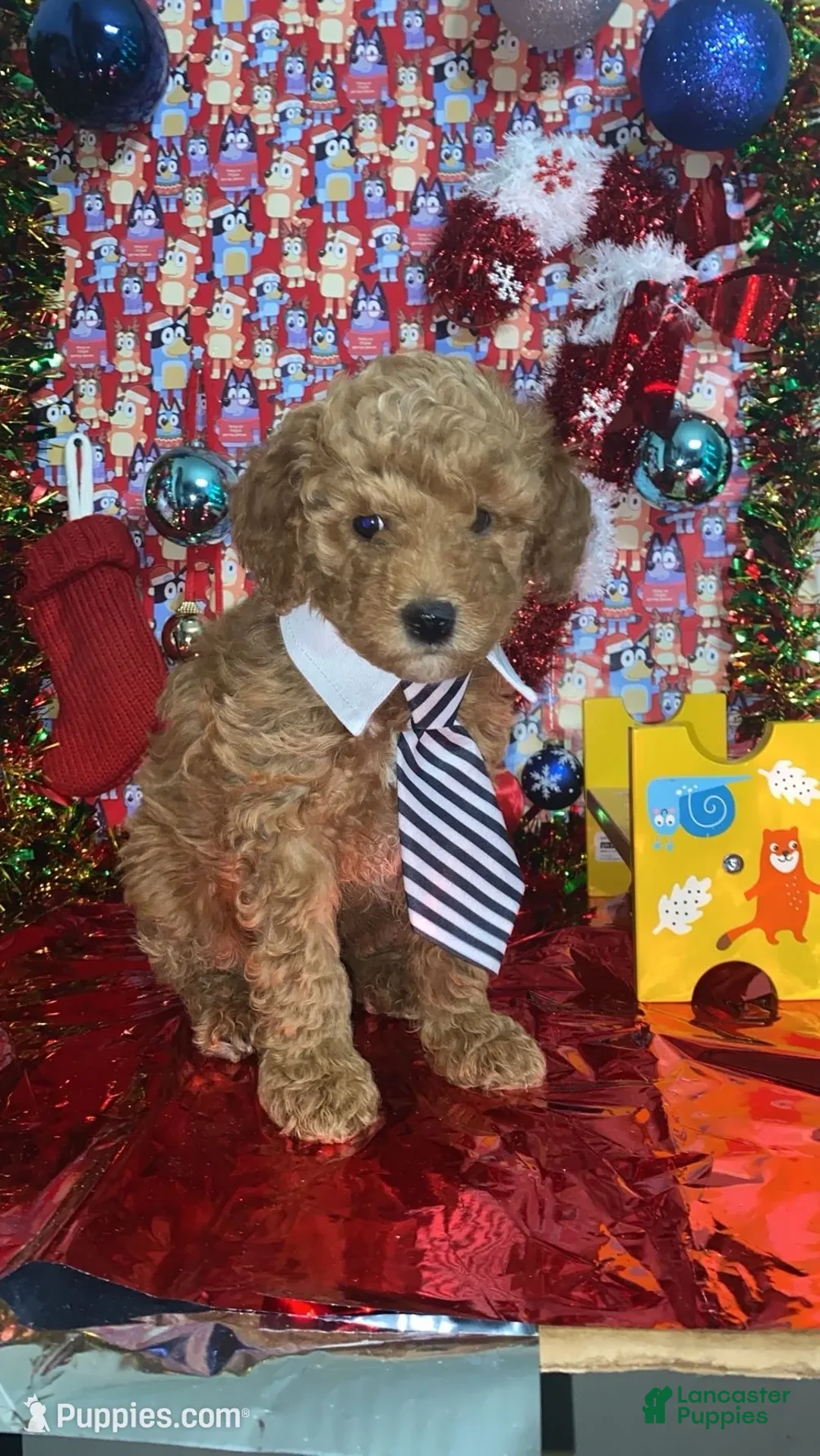 Mini Goldendoodle dogs for sale: Saint - Ad 1