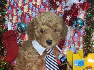 Mini Goldendoodle dogs Saint - Ad 18