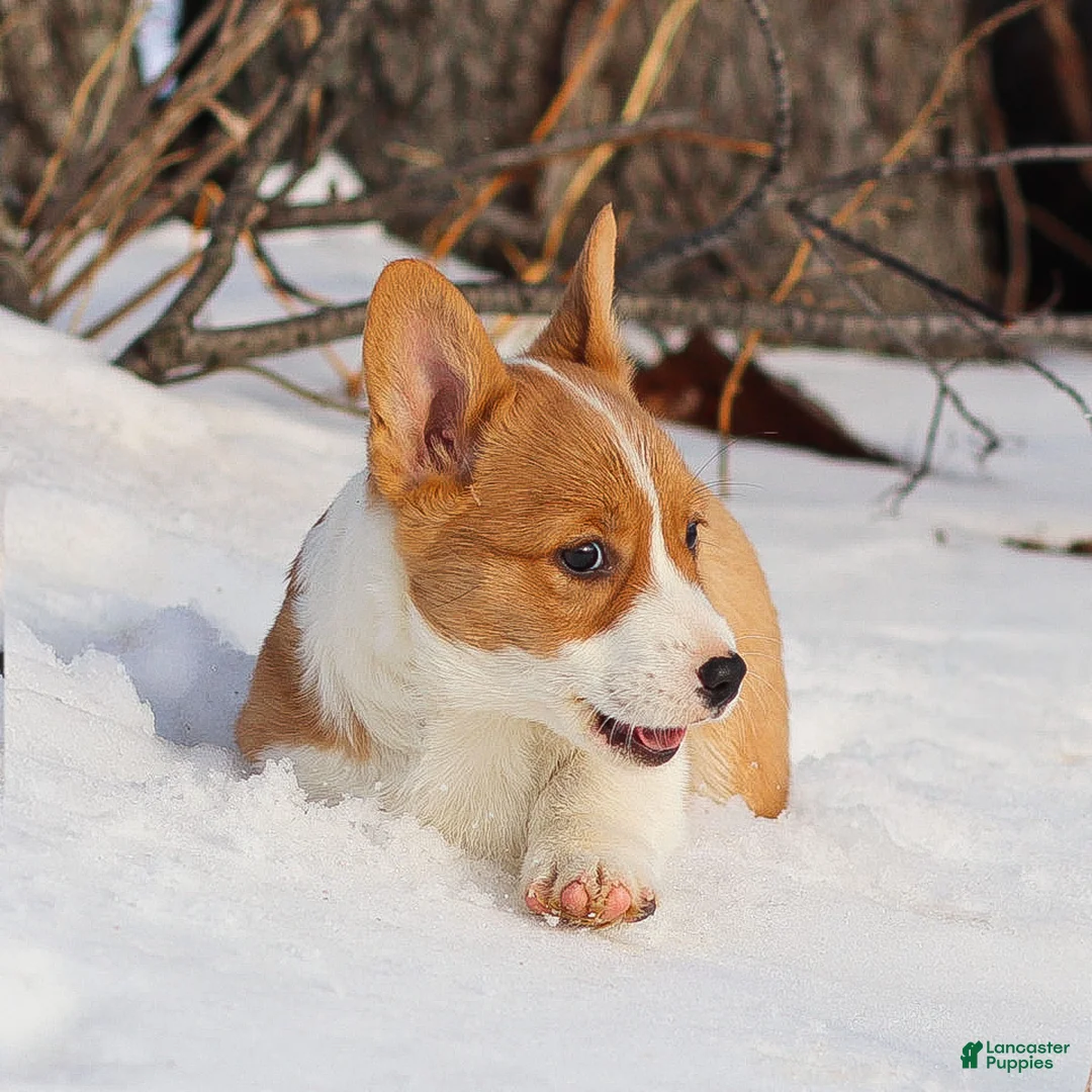 Welsh Corgi Pembroke dogs for sale: Karl Welsh Corgi Pembroke - Ad 5