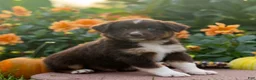 Miniature Australian Shepherd dogs for sale: Kurt - Ad 4