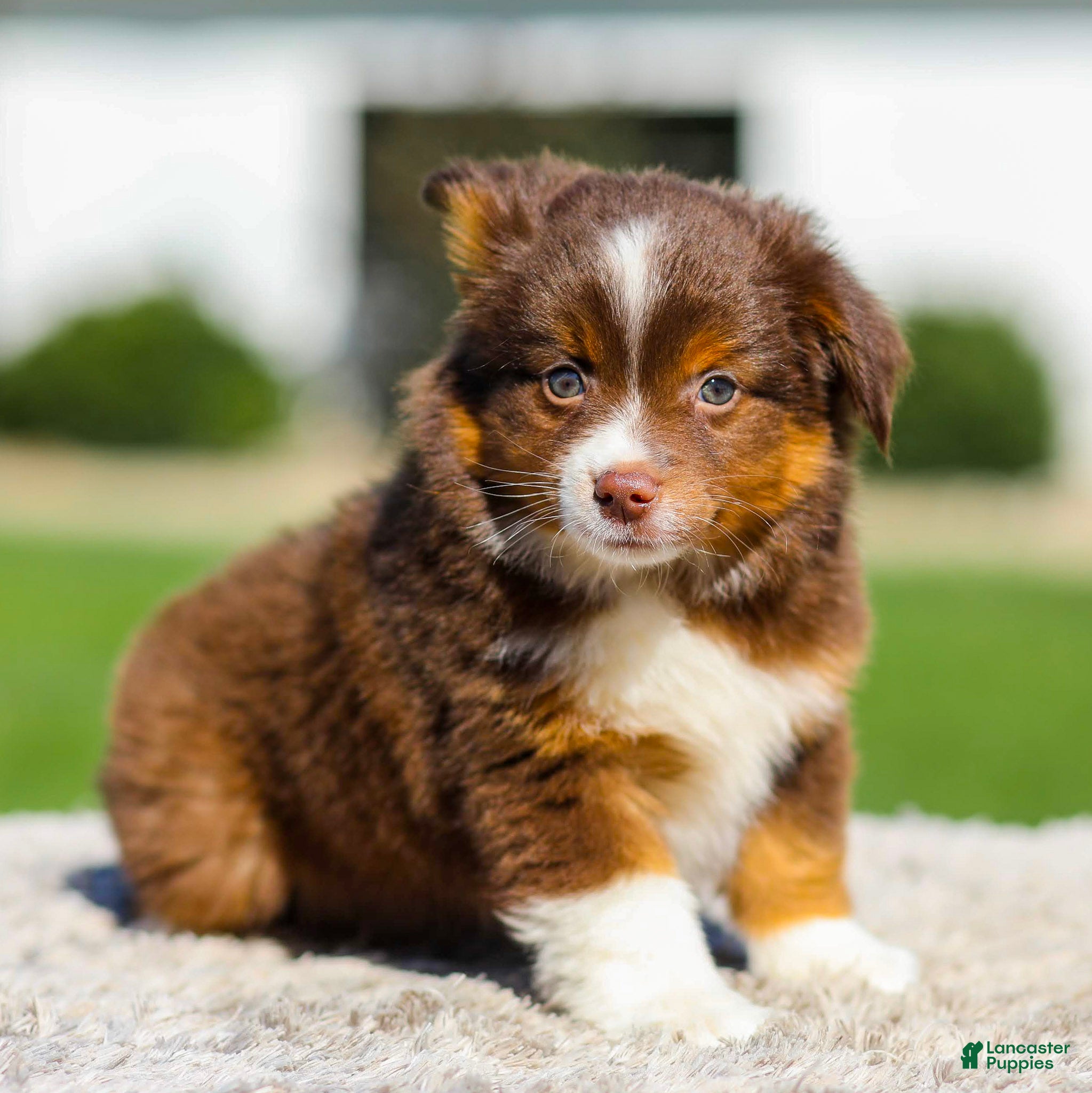 Miniature Australian Shepherd dogs Howi - Ad 1