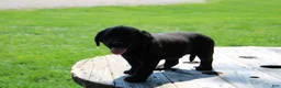 Labrador Retriever dogs for sale: Andy - Ad 3
