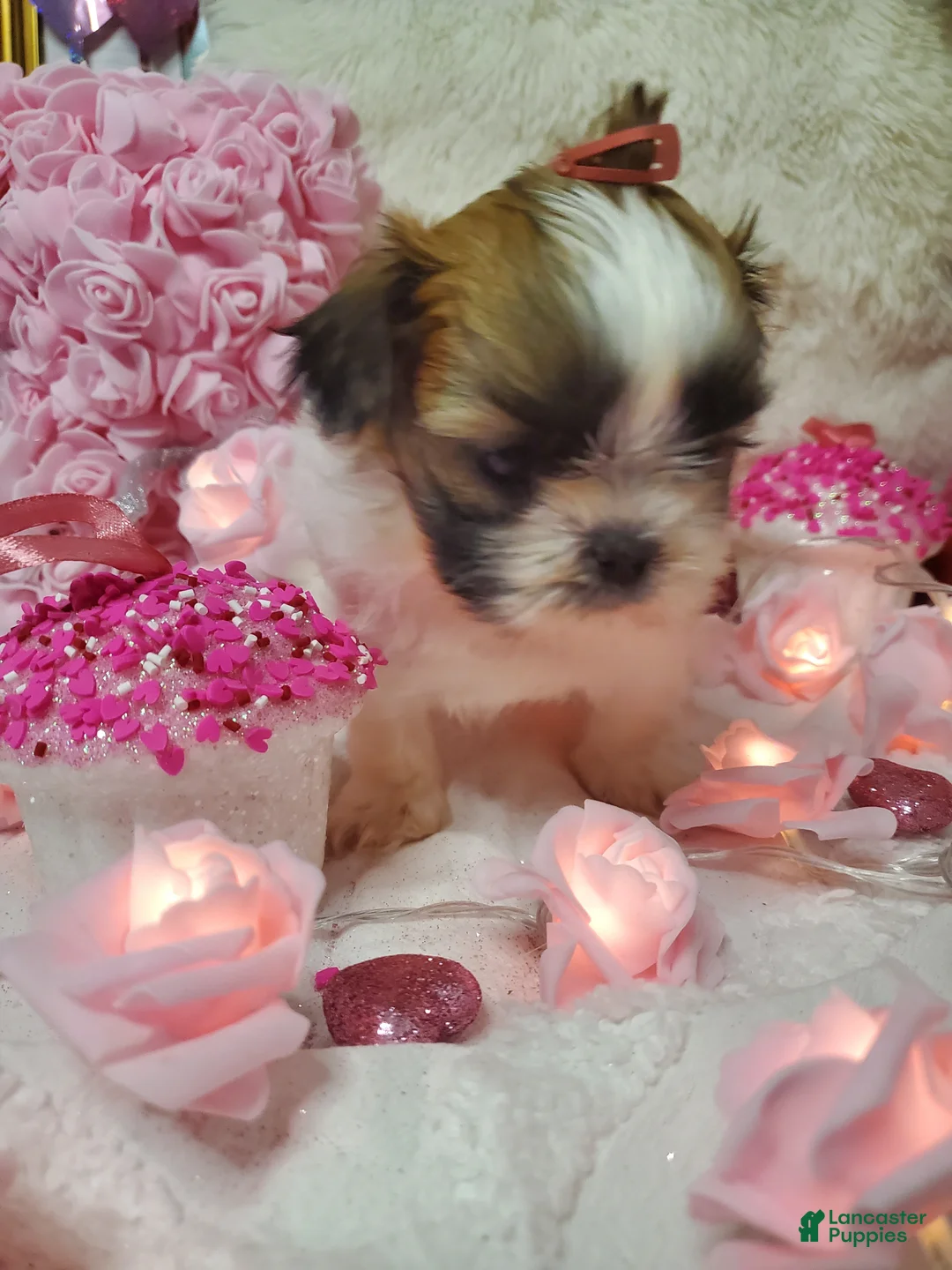 Shih Tzu dogs for sale: Shih Tzu Puppy 3 - Ad 4