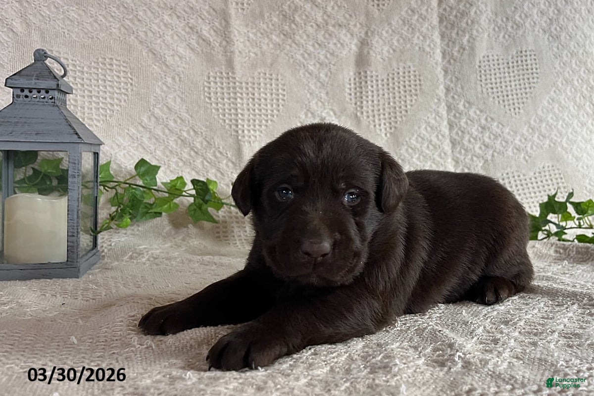 Labrador Retriever dogs Rachelle - Ad 1