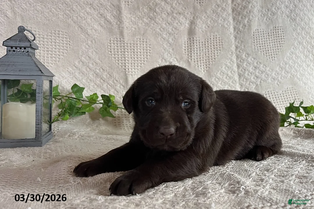 Labrador Retriever dogs for sale: Rachelle - Ad 1