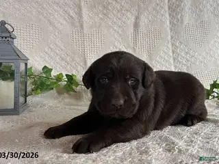 Labrador Retriever dogs for sale: Rachelle - Ad 4