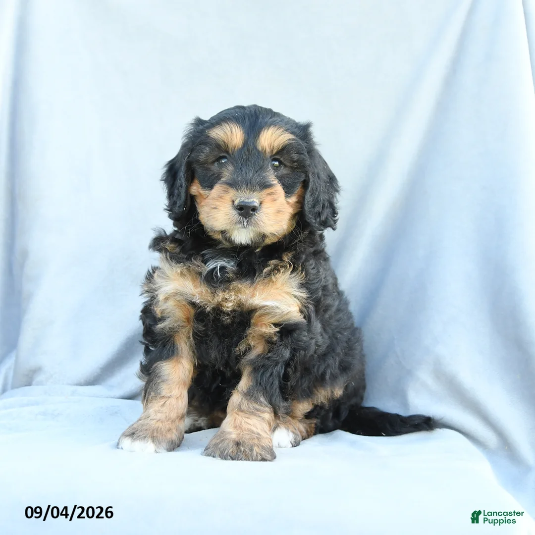 Mini Bernedoodle dogs for sale: Marigold - Ad 2