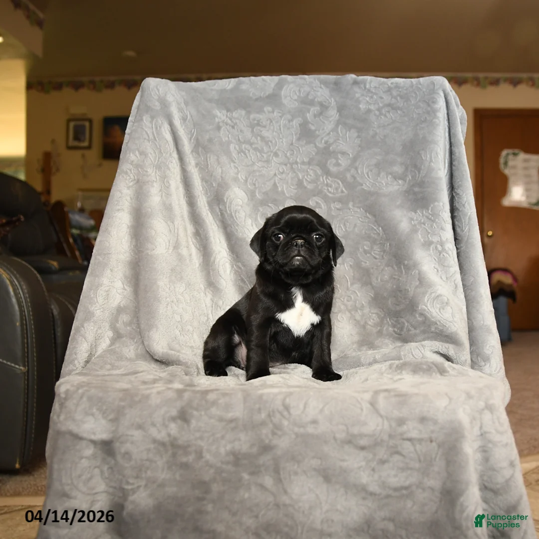 Pug dogs for sale: Suzy - Ad 3