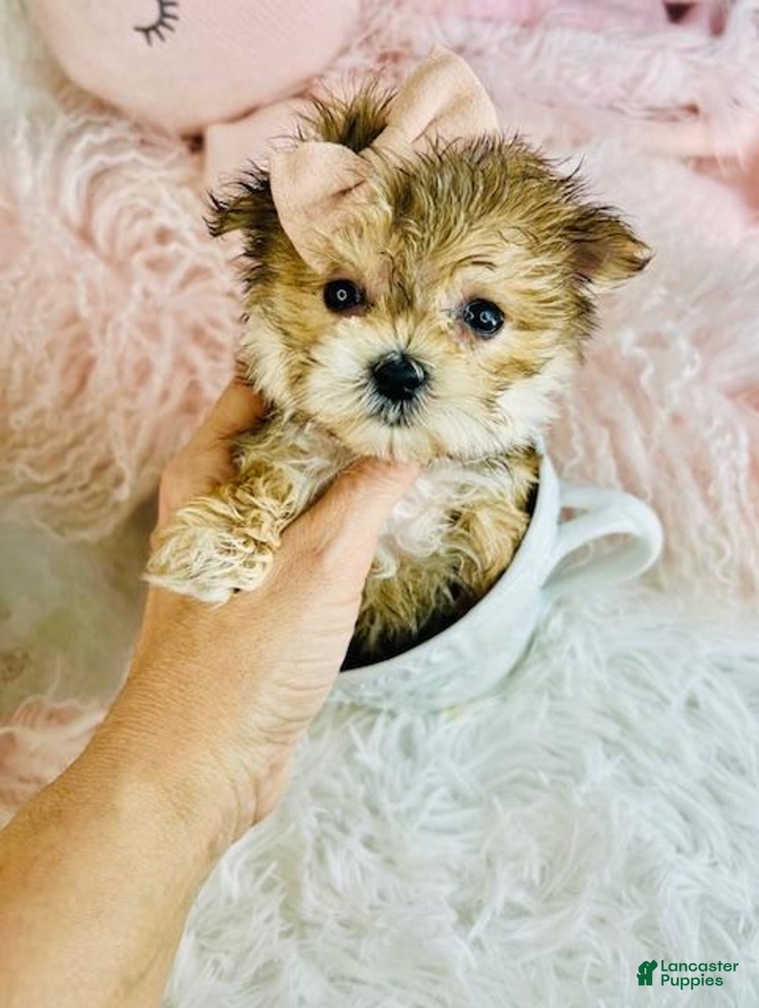 Morkie dogs for sale: Teacup Morkie Puppy 1 - Ad 5