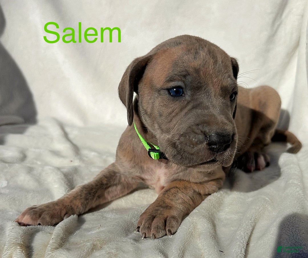 Great Dane dogs for sale: Salem - Ad 9