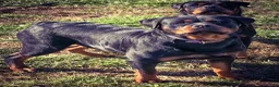 Rottweiler dogs for sale: Rottweiler 1 - Ad 2