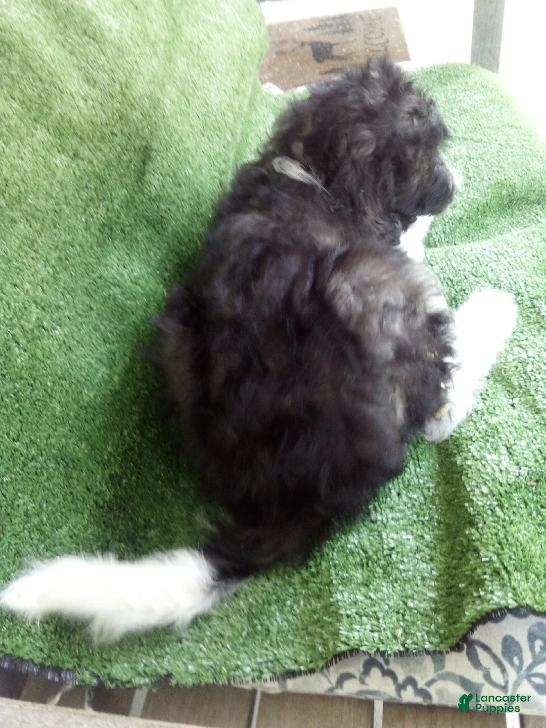 Goldendoodle dogs for sale: Grace - Ad 2