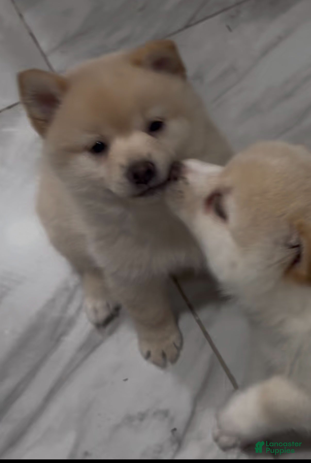 Mixed Breed dogs Alyona  - Ad 1