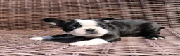Boston Terrier dogs for sale: Cody - Ad 7