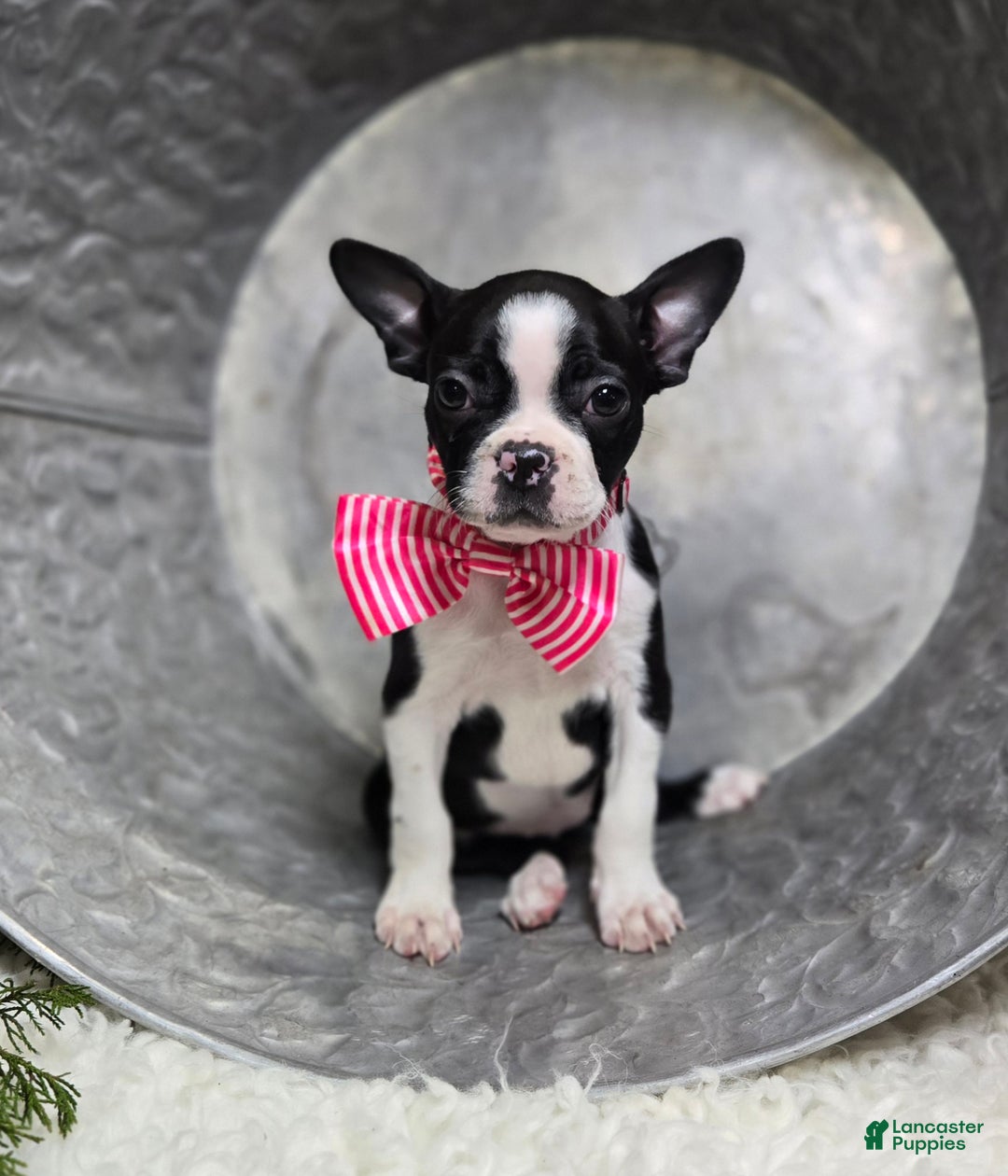 Boston Terrier dogs for sale: Baby Doll - Ad 4