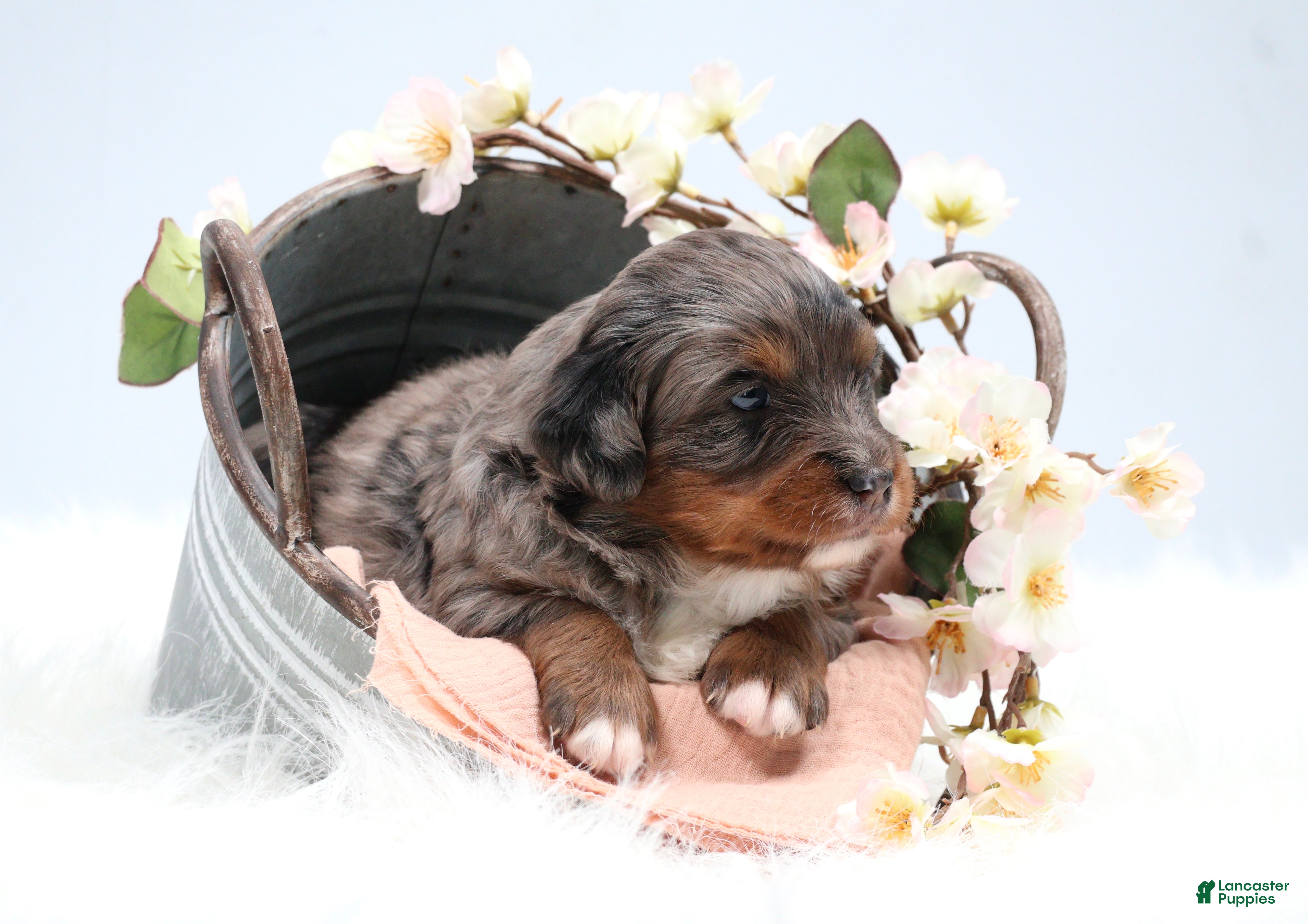 Mini Bernedoodle dogs Candy  - Ad 15
