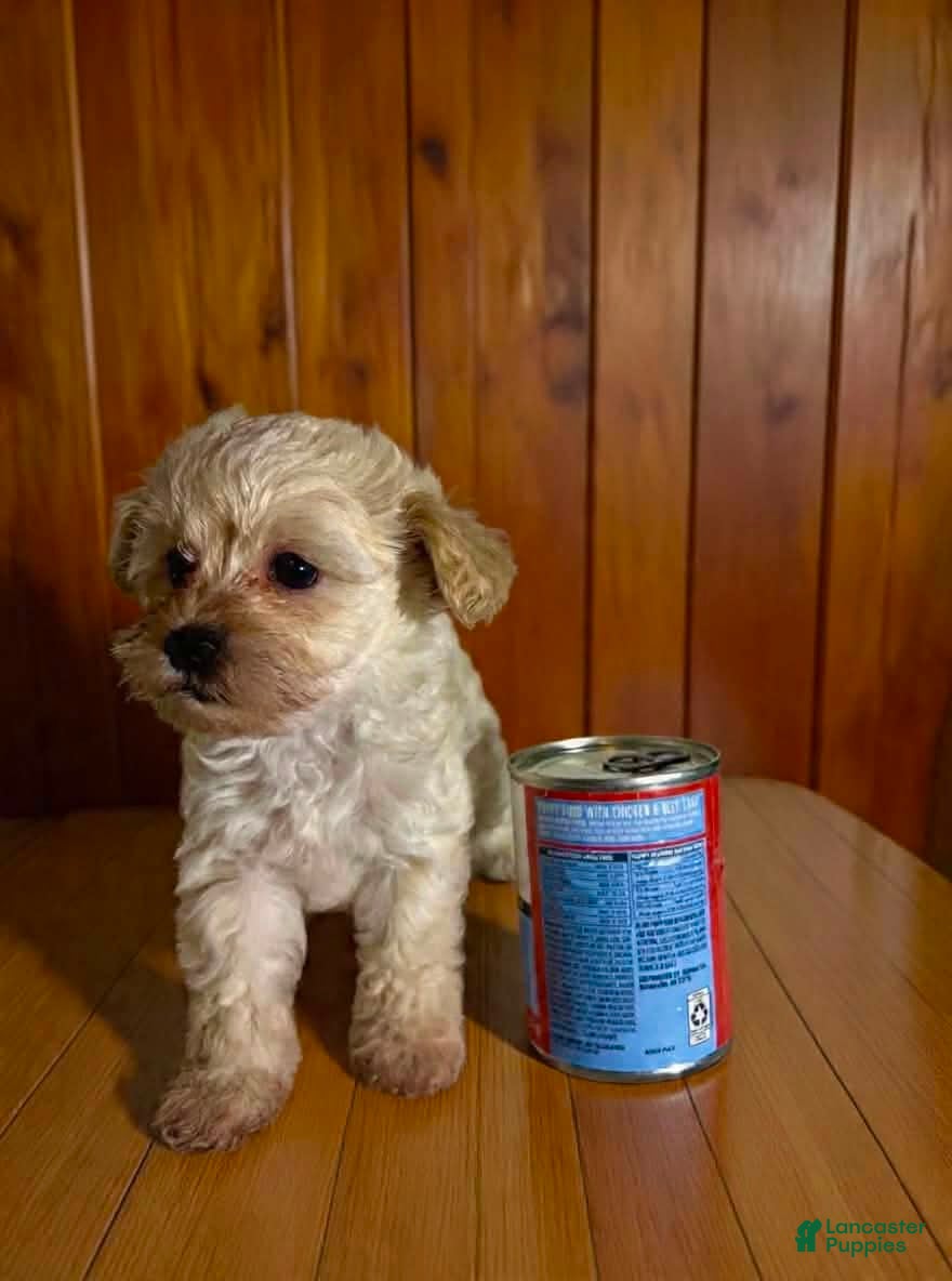 Pomapoo dogs Teacup 3 - Ad 2