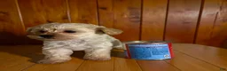 Pomapoo dogs for sale: Teacup 3 - Ad 2