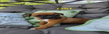 Boxer Puppy 6
