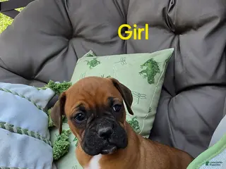 Boxer dogs Boxer Puppy 6 - Ad 28