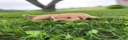 Golden Retriever dogs for sale: Duke - Ad 4