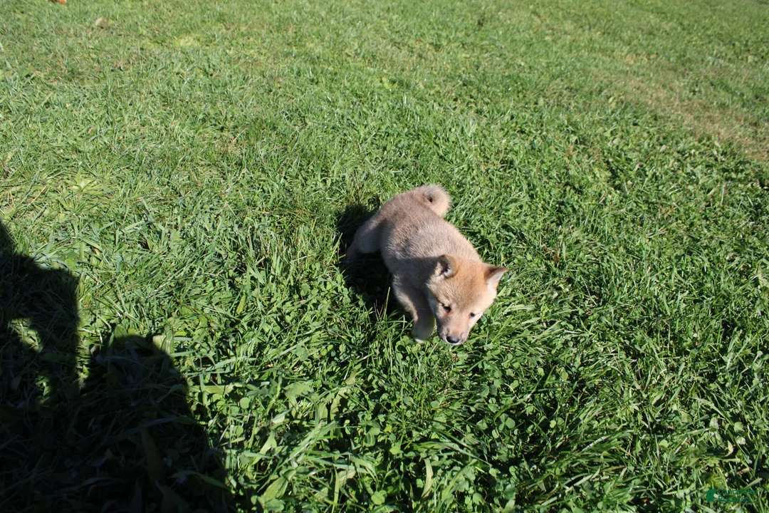 Shiba Inu dogs for sale: Mittens - Ad 2