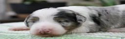 Mini Bernedoodle dogs for sale: Tilly - Ad 4