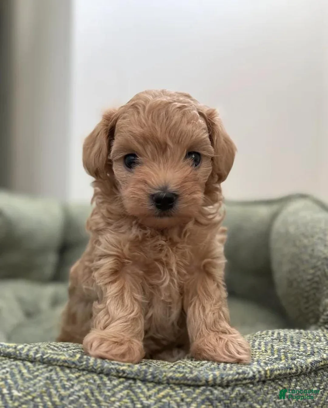 Maltipoo dogs for sale: Dave - Ad 1