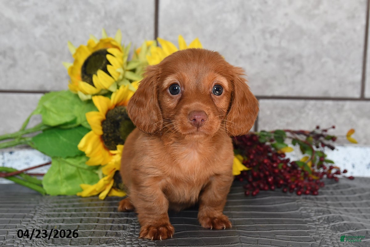 Miniature Dachshund dogs Oscar - Ad 2