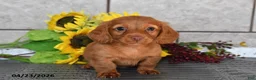 Miniature Dachshund dogs for sale: Oscar - Ad 2