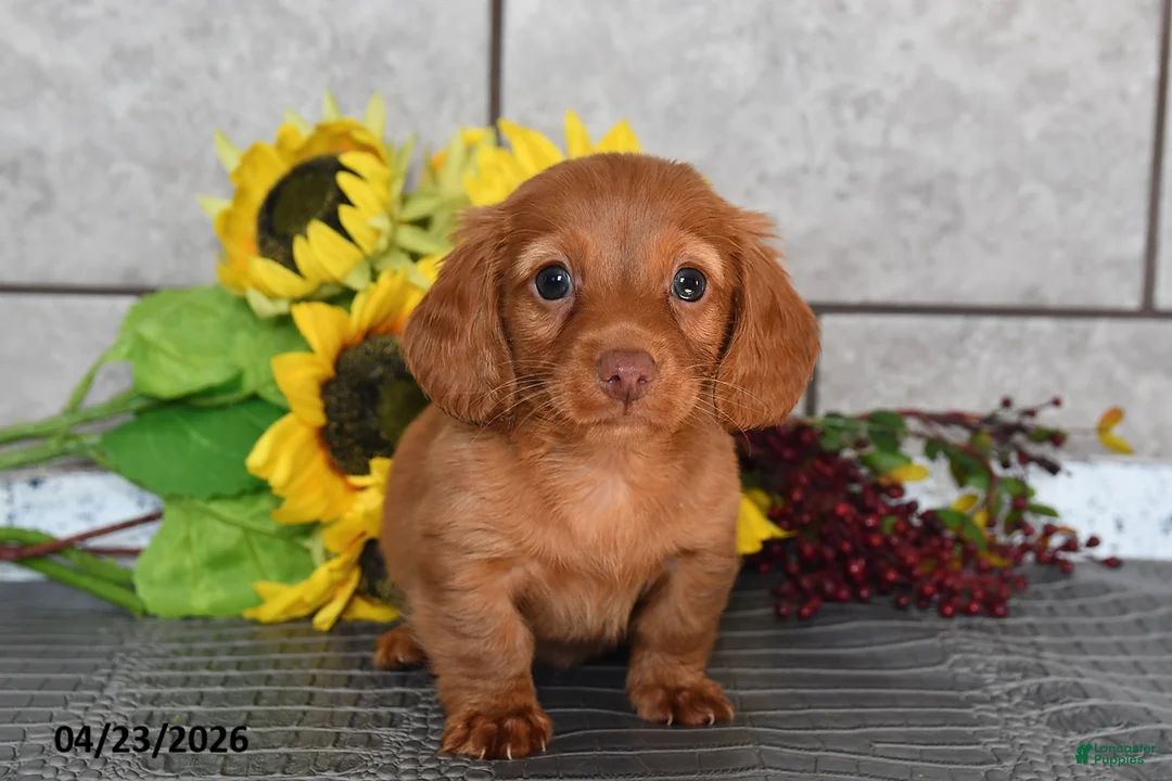 Miniature Dachshund dogs for sale: Oscar - Ad 2
