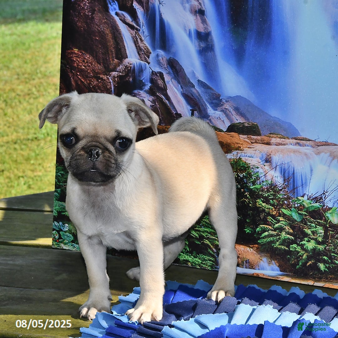 Pug dogs for sale: Wee Willy Winkie - Ad 23