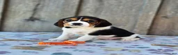 Beaglier dogs for sale: Poppy - Ad 5