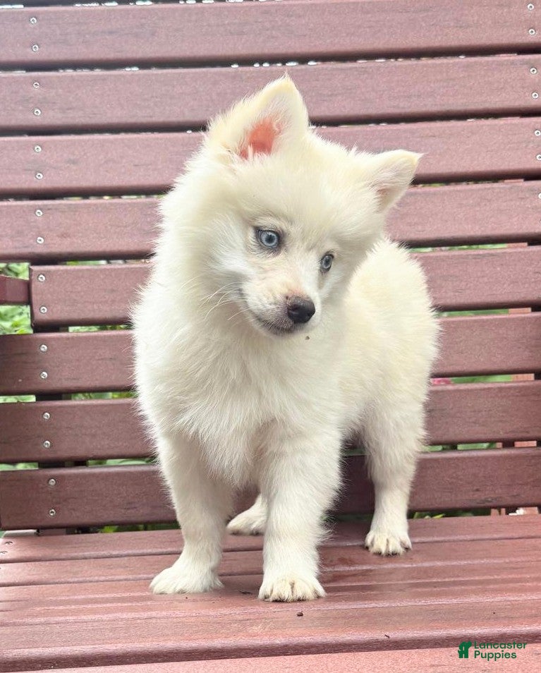 Pomsky dogs Mr Asher - Ad 2