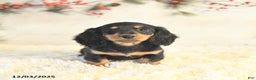 Miniature Dachshund dogs for sale: Bella   - Ad 1