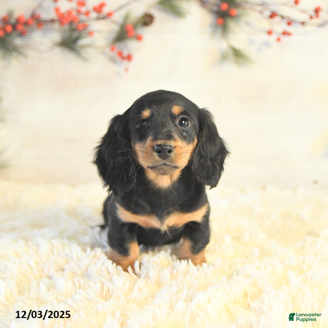 Miniature Dachshund dogs for sale: Bella   - Ad 1