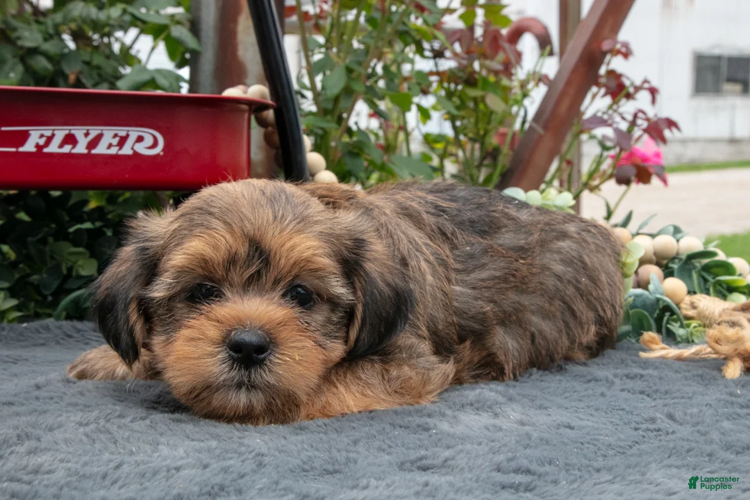 Morkie dogs for sale: Chad - Ad 3