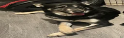 Mixed Breed dogs for sale: Boy 2 - Ad 3