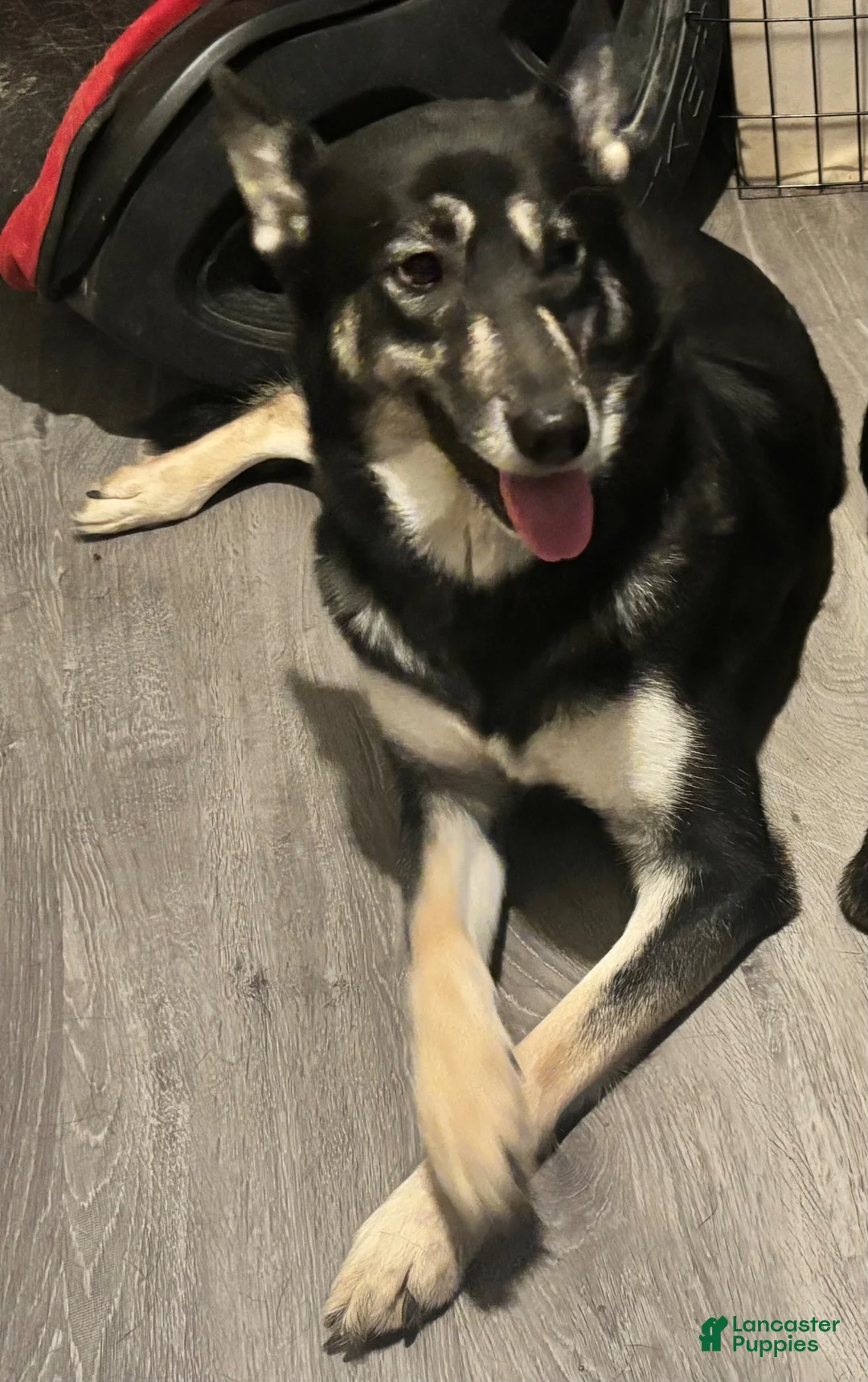 Mixed Breed dogs for sale: Girl 4 - Ad 2