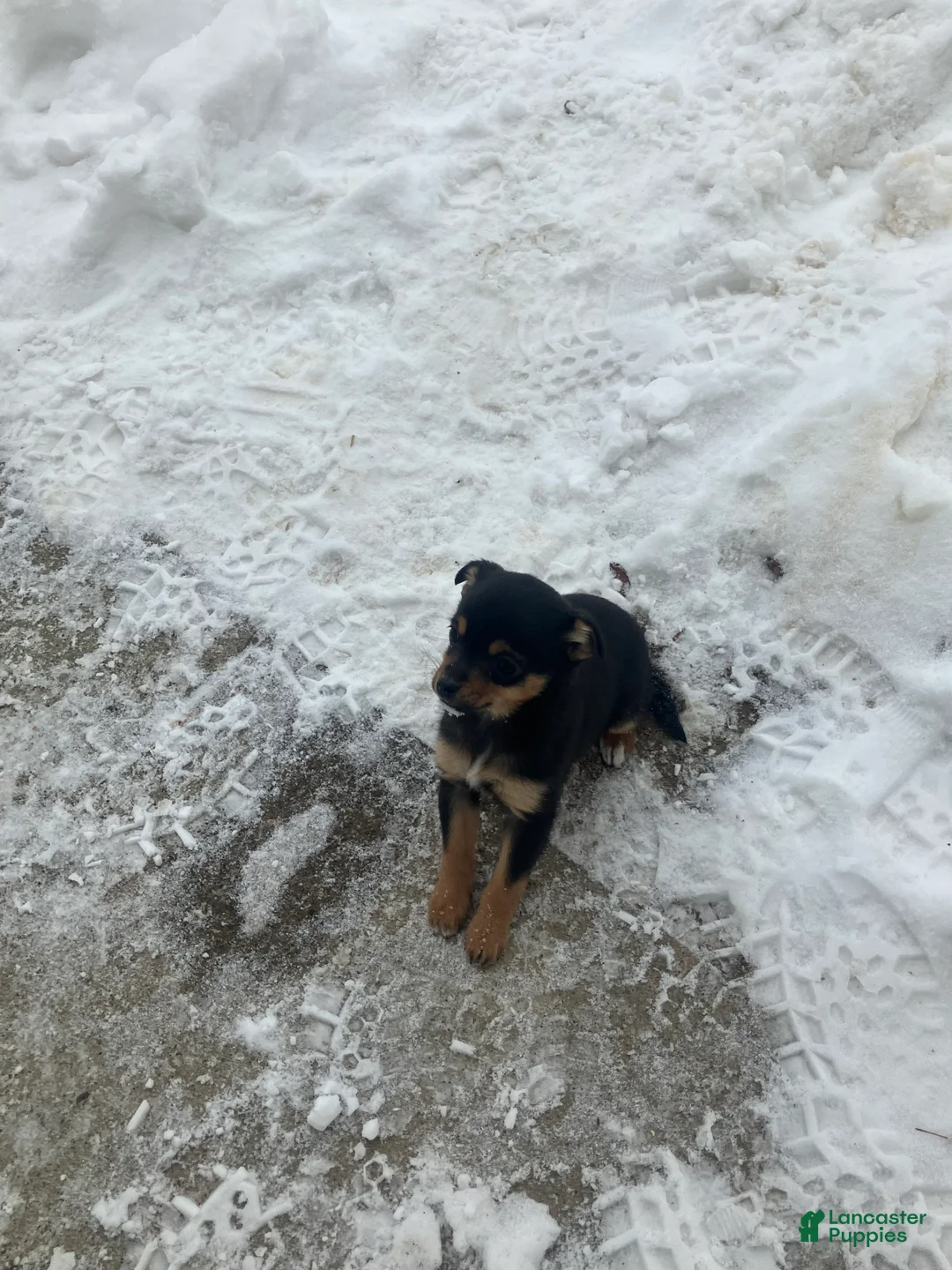 Mixed Breed dogs for sale: Nancy - Ad 2