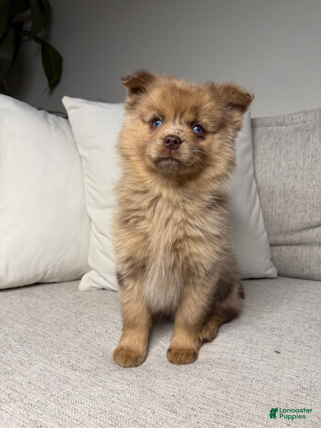 Pomsky dogs for sale: Remi - Ad 12