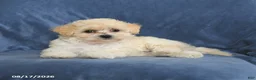 Maltipoo dogs for sale: Nichole - Ad 3