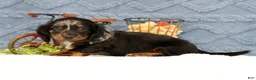 Miniature Dachshund dogs for sale: Jasper - Ad 4