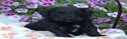 Mini Goldendoodle dogs for sale: Fabion - Ad 1