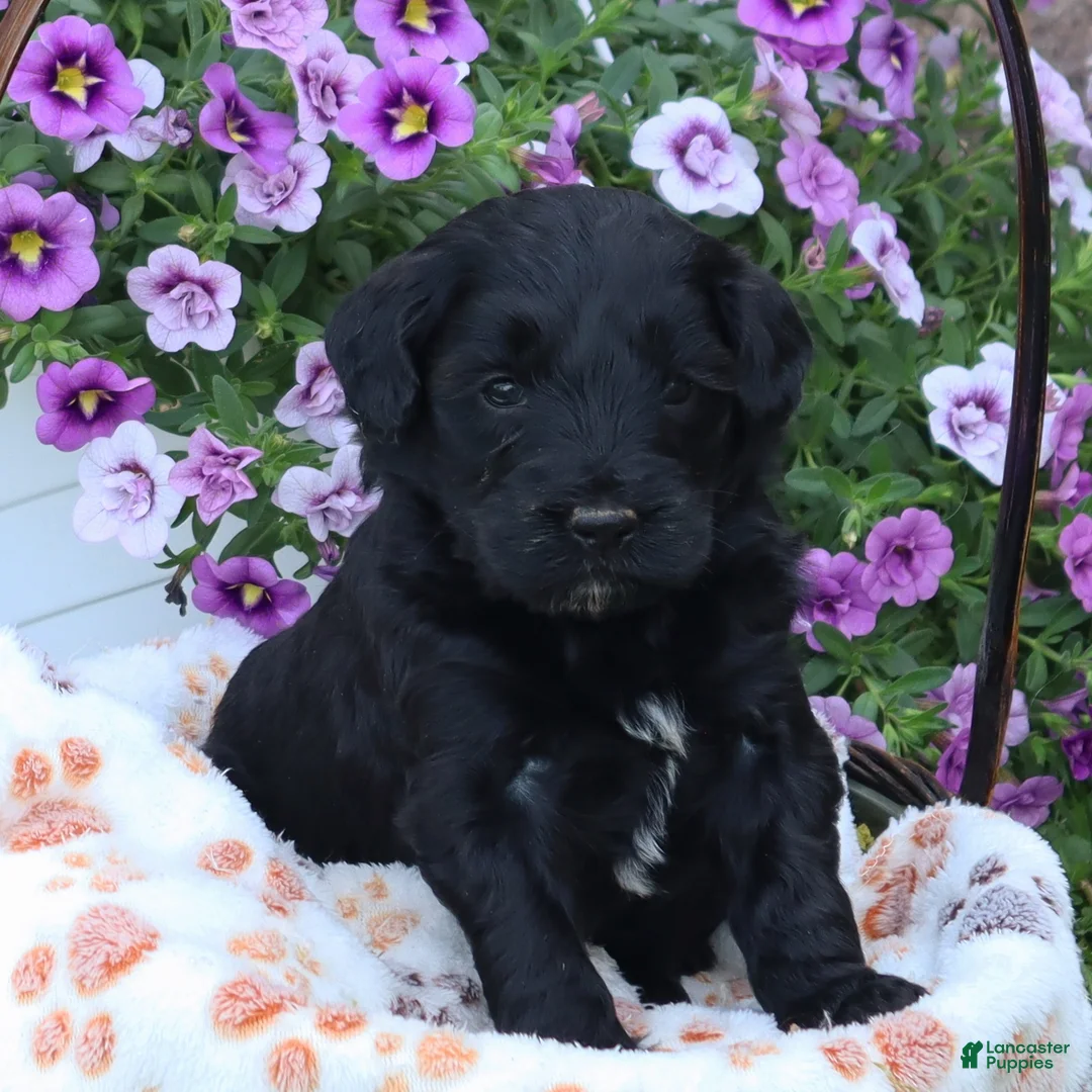 Mini Goldendoodle dogs for sale: Fabion - Ad 1