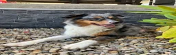 Mixed Breed dogs for sale: Daisy  - Ad 6